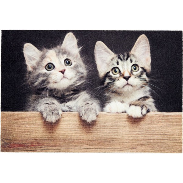 Felpudo de interior, deco print, 100% poliamida, 40 x 60cm, diseño gatos